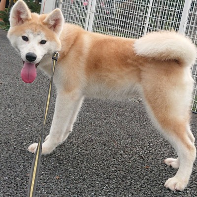 犬 猫の里親募集 ｃｏｃｏｒｏの里 特定非営利法人 想の里