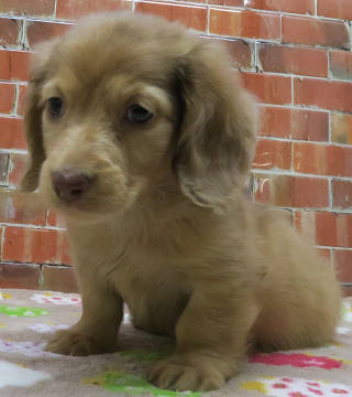 小型 犬 里親 募集 東京 子犬