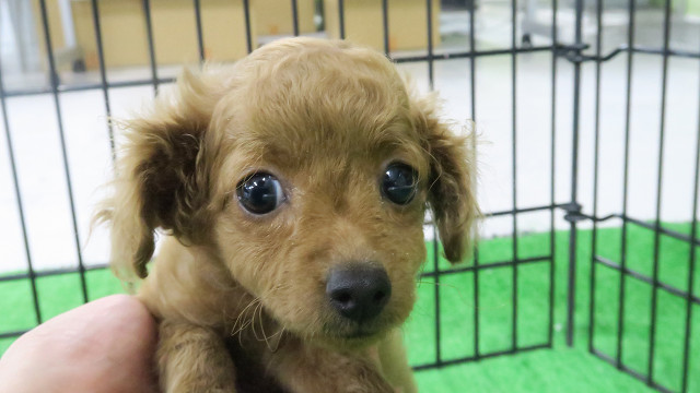 犬 猫の里親募集 ｃｏｃｏｒｏの里 特定非営利法人 想の里