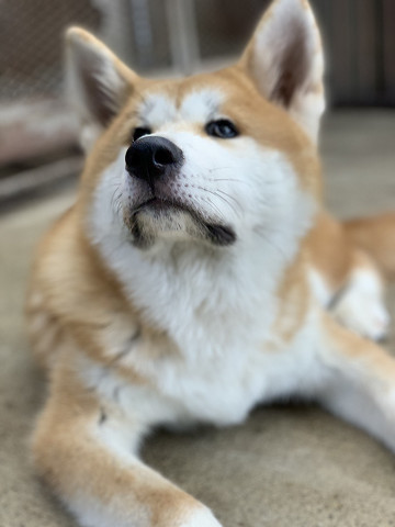 犬 猫の里親募集 ｃｏｃｏｒｏの里 特定非営利法人 想の里